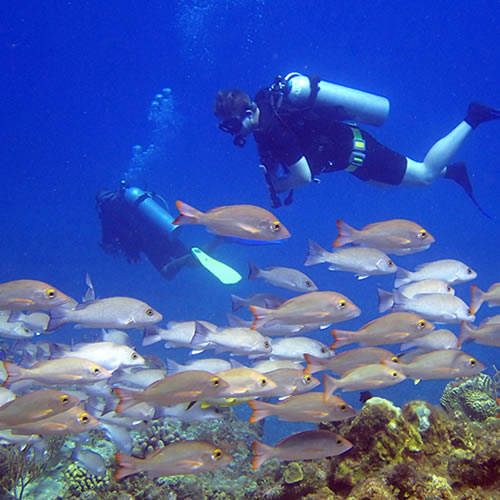 Dive Inn Cozumel | Best Valet Diving Experience In Cozumel