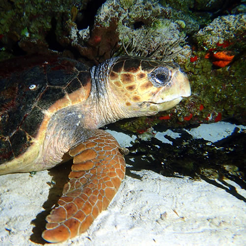 turtle night dive Dive Inn Cozumel